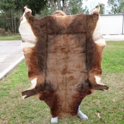 Blesbok Skin Rug, Blesbok Hide Soft Tanned 54" x 42-1/2"