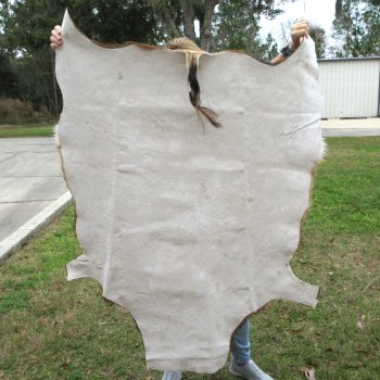 Blesbok Skin Rug, Blesbok Hide Soft Tanned 54" x 42-1/2"