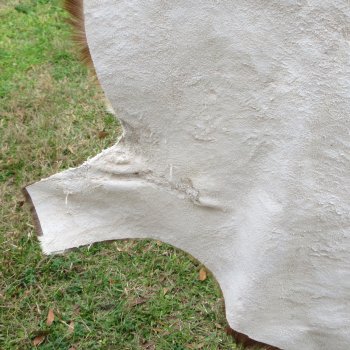 Blesbok Skin Rug, Blesbok Hide Soft Tanned 54" x 42-1/2"