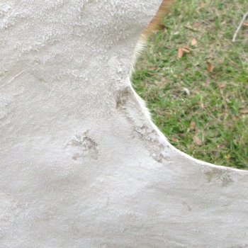 Blesbok Skin Rug, Blesbok Hide Soft Tanned 54" x 42-1/2"