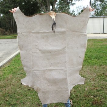 Blesbok Skin Rug, Blesbok Hide Soft Tanned 50" x 41"