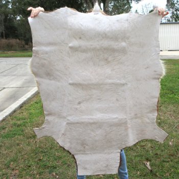 Blesbok Skin Rug, Blesbok Hide Soft Tanned 47" x 36-1/2"