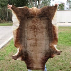 Blesbok Skin Rug, Blesbok Hide Soft Tanned 55" x 39-1/2"