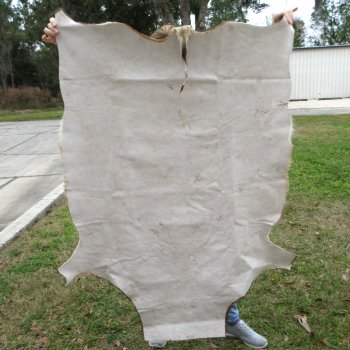 Blesbok Skin Rug, Blesbok Hide Soft Tanned 55" x 39-1/2"