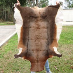 Blesbok Skin Rug, Blesbok Hide Soft Tanned 57" x 41"