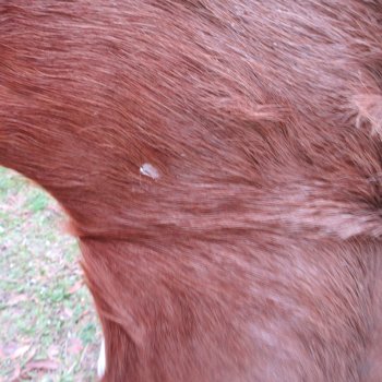 Blesbok Skin Rug, Blesbok Hide Soft Tanned 57" x 41"