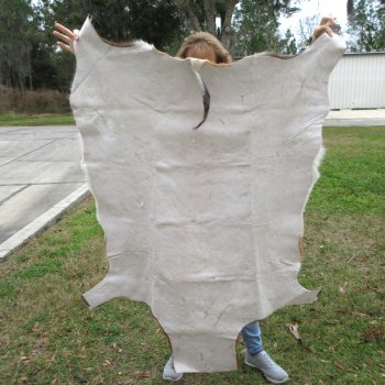Blesbok Skin Rug, Blesbok Hide Soft Tanned 57" x 41"