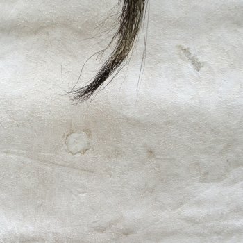 Blesbok Skin Rug, Blesbok Hide Soft Tanned 57" x 41"