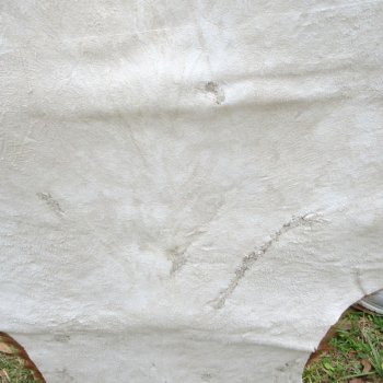 Blesbok Skin Rug, Blesbok Hide Soft Tanned 57" x 41"