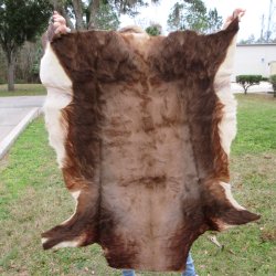 Blesbok Skin Rug, Blesbok Hide Soft Tanned 47" x 41-1/4"