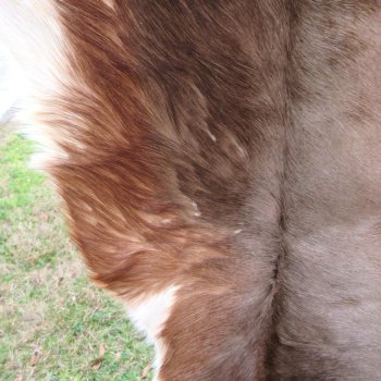 Blesbok Skin Rug, Blesbok Hide Soft Tanned 47" x 41-1/4"