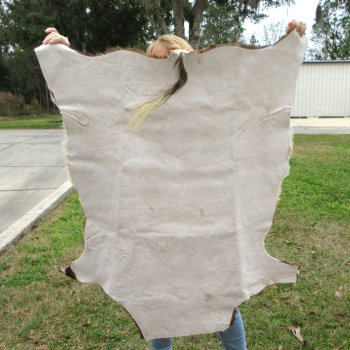 Blesbok Skin Rug, Blesbok Hide Soft Tanned 47" x 41-1/4"