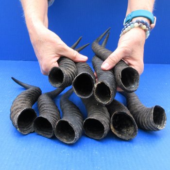 Ten piece XL 11" to 13" African Male Springbok Horns 