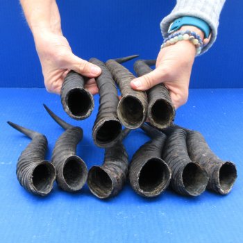 Ten piece XL 11" to 13" African Male Springbok Horns 