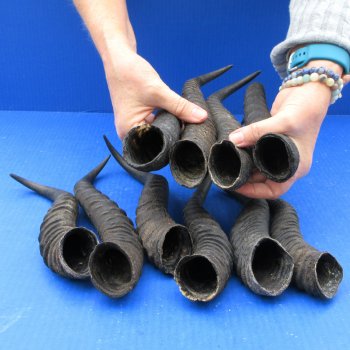 Ten piece XL 11" to 13" African Male Springbok Horns 