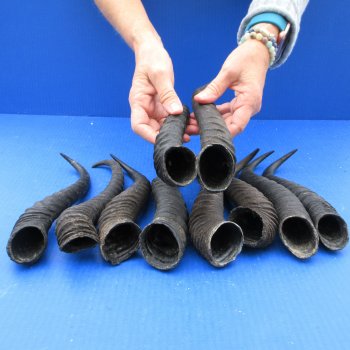 Ten piece XL 12" to 14" African Male Springbok Horns 