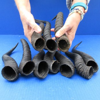 Ten piece XL 11" to 13" African Male Springbok Horns 