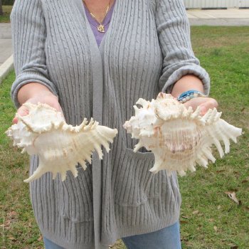 Two piece 9" Murex Ramosus 