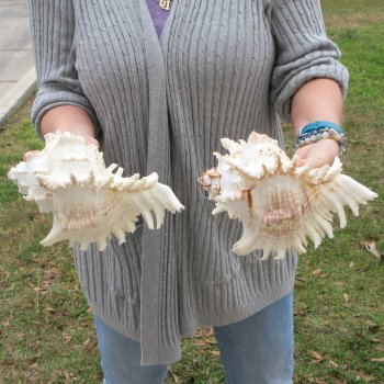 Two piece 9" Murex Ramosus 