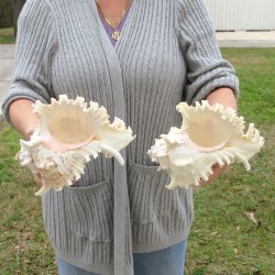 Two piece 9" Murex Ramosus 