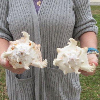 Two piece 9" Murex Ramosus 