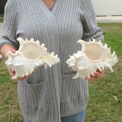 Two piece 9" Murex Ramosus 