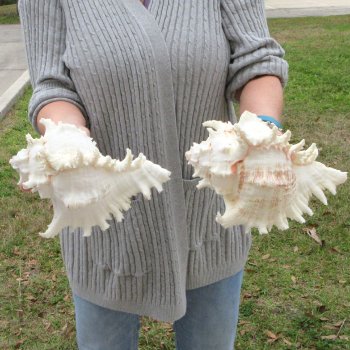 Two piece 9" Murex Ramosus 