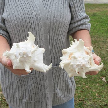 Two piece 9" Murex Ramosus 