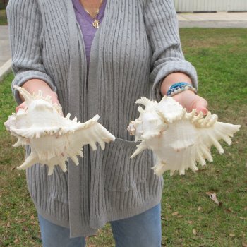 Two piece 9" Murex Ramosus 