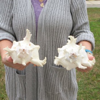 Two piece 9" Murex Ramosus 