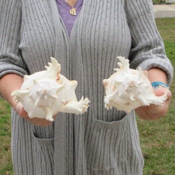 Two piece 9" Murex Ramosus 