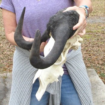 B-Grade, Male, African Black Wildebeest Skull with 18" Horn Spread 
