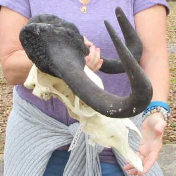 B-Grade, Male, African Black Wildebeest Skull with 18" Horn Spread 