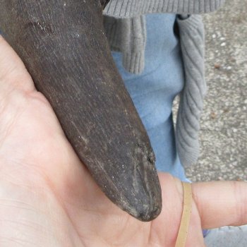 B-Grade, Male, African Black Wildebeest Skull with 18" Horn Spread 