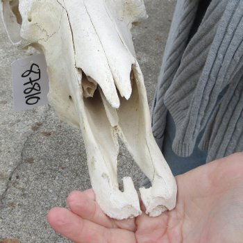 B-Grade, Male, African Black Wildebeest Skull with 18" Horn Spread 