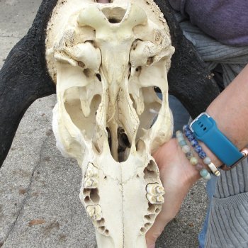 B-Grade, Male, African Black Wildebeest Skull with 18" Horn Spread 