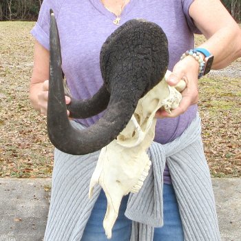 Craft-Grade Black Wildebeest Skull with 17" Horns 