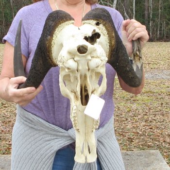 Craft-Grade Black Wildebeest Skull with 17" Horns 