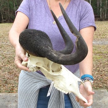 Craft-Grade Black Wildebeest Skull with 17" Horns 