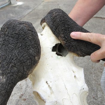 Craft-Grade Black Wildebeest Skull with 17" Horns 