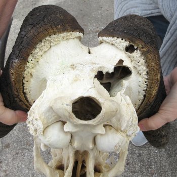 Craft-Grade Black Wildebeest Skull with 17" Horns 