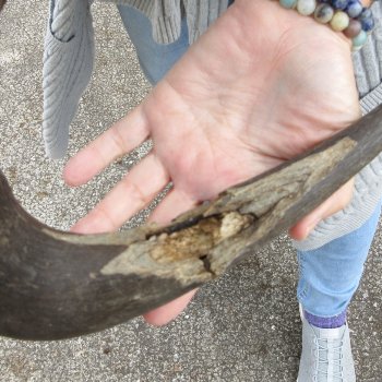 Craft-Grade Black Wildebeest Skull with 17" Horns 