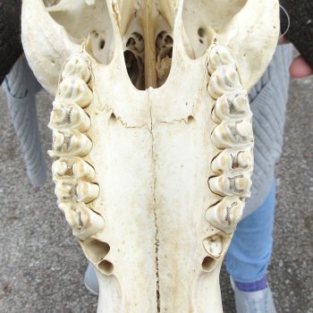 Craft-Grade Black Wildebeest Skull with 17" Horns 