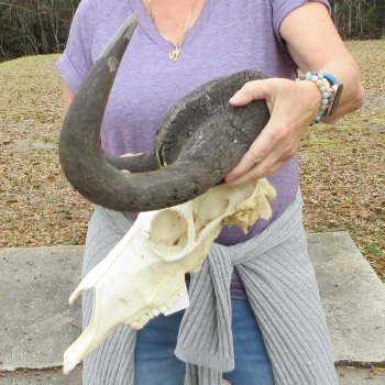 B-Grade, Male, African Black Wildebeest Skull with 18" Horn Spread 