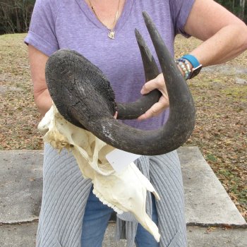 B-Grade, Male, African Black Wildebeest Skull with 18" Horn Spread 