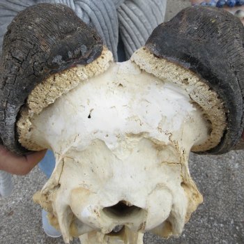 B-Grade, Male, African Black Wildebeest Skull with 18" Horn Spread 