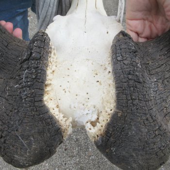 B-Grade, Male, African Black Wildebeest Skull with 18" Horn Spread 