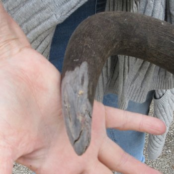 B-Grade, Male, African Black Wildebeest Skull with 18" Horn Spread 