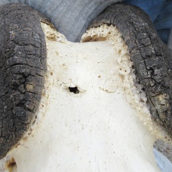 B-Grade, Male, African Black Wildebeest Skull with 18" Horn Spread 