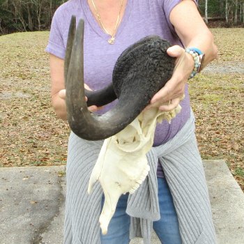 B-Grade, Male, African Black Wildebeest Skull with 17" Horn Spread 